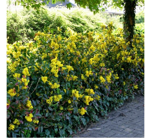 Магония падуболистная (Mahonia aquifolium) С2